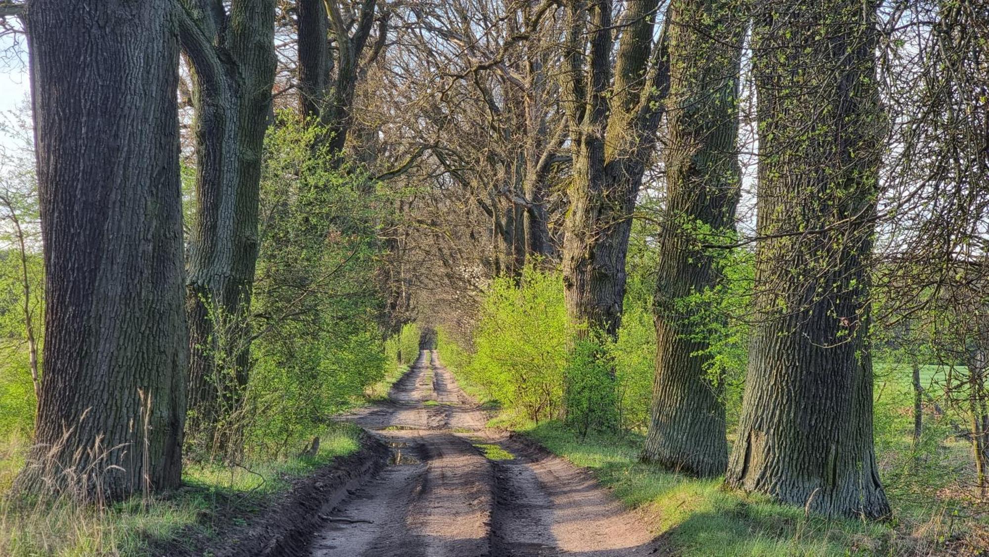 Osrodek La La Las - Domki Letniskowe W Lesie Nad Jeziorem Bytnica Exterior foto